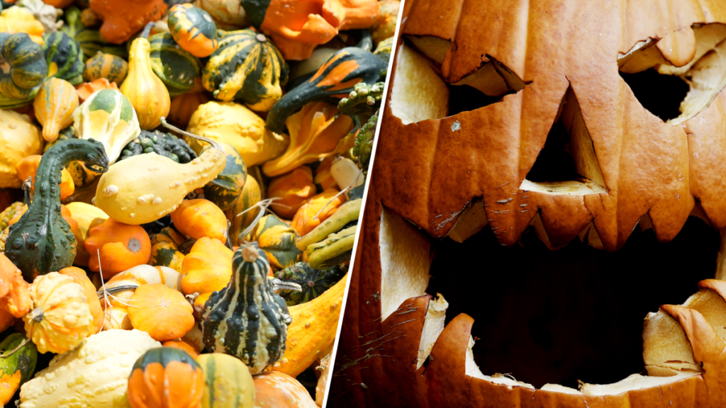 How to donate and throw away pumpkins in the DC area - NBC4 Washington